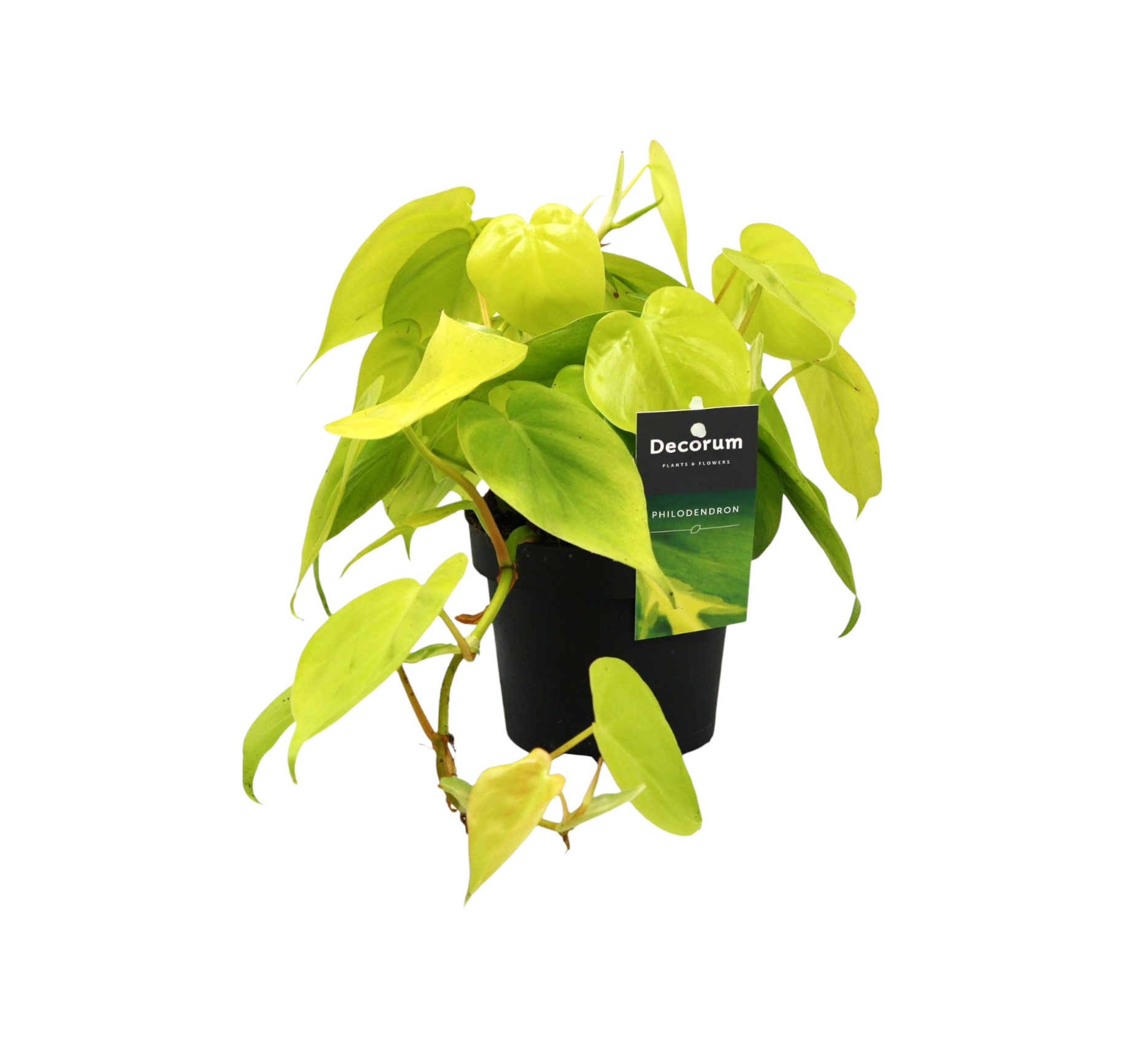 Petit Philodendron Lime 20cm - Plante d'intérieur- La Green Touch - Imagen 1