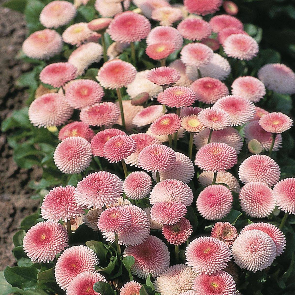 Promesse de Fleurs - Pâquerette Tasso Strawberries & Cream Mini-motte - Mottes de 3,8 x 3,2 cm en plaque de culture par 16 - Bellis Perennis Mini-motte Ø 3/4 cm (par 5)