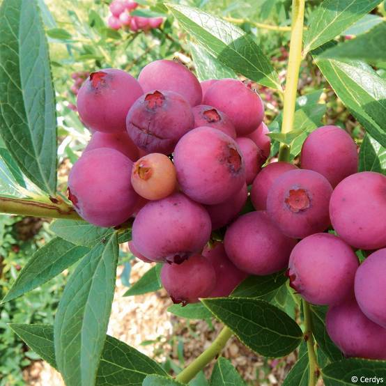 Promesse de Fleurs - Myrtillier Pink Lemonade - Myrtille rose Pot de 1L/1,5L, Buisson
