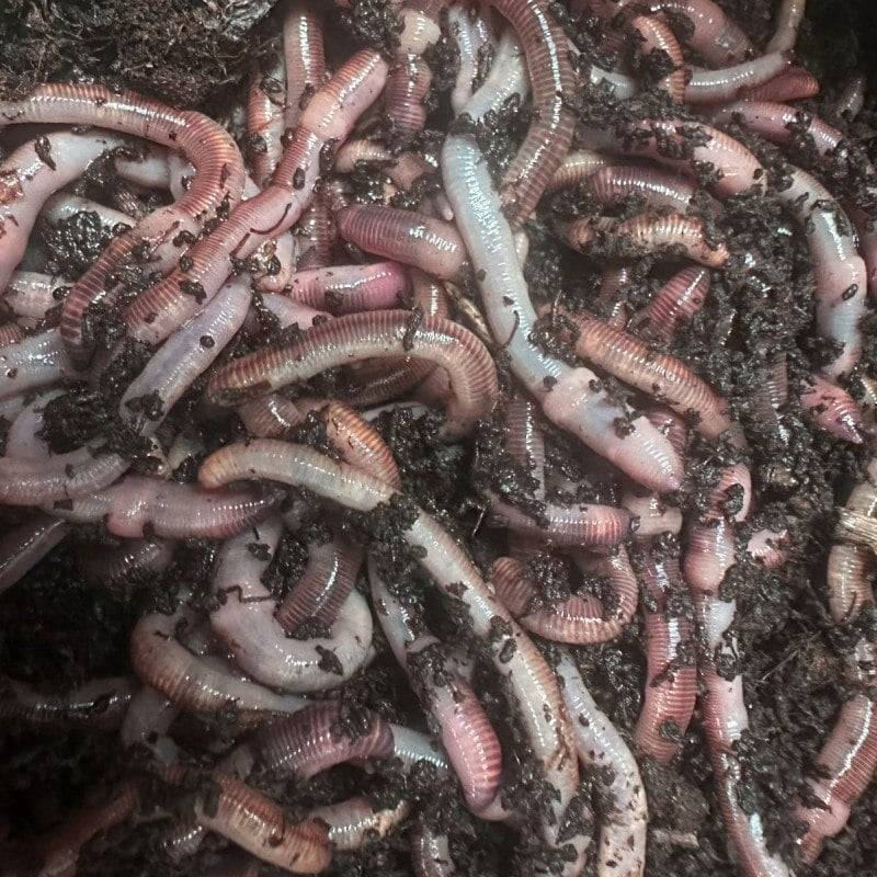 Ferme Du Moutta - Vers Dendros vivants pour la pêche, 500 g soit environ 300 vers de 6 à 10 cm - Image 2