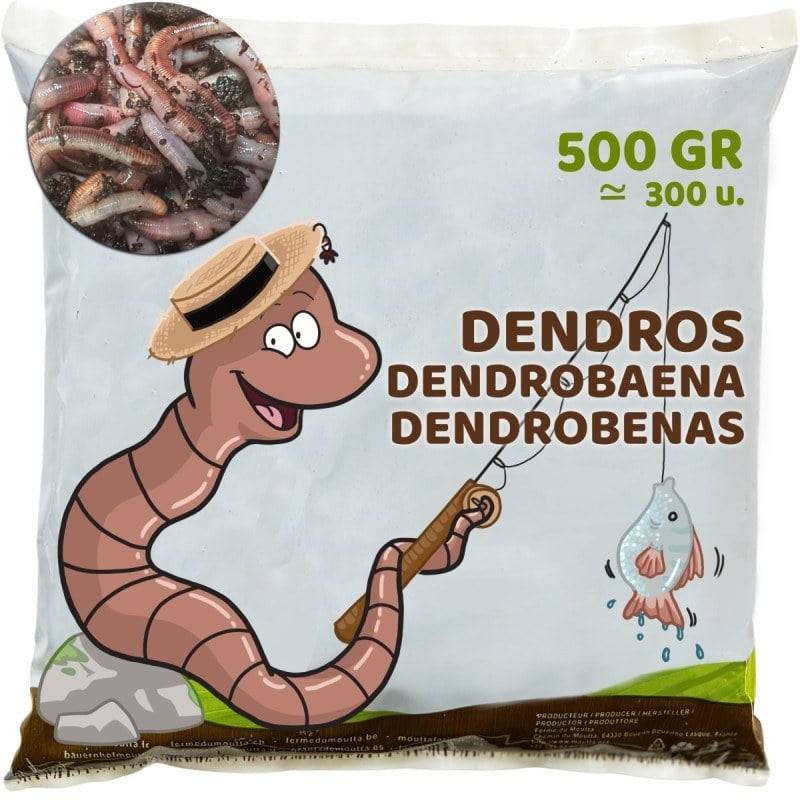 Ferme Du Moutta - Vers Dendros vivants pour la pêche, 500 g soit environ 300 vers de 6 à 10 cm - Image 1