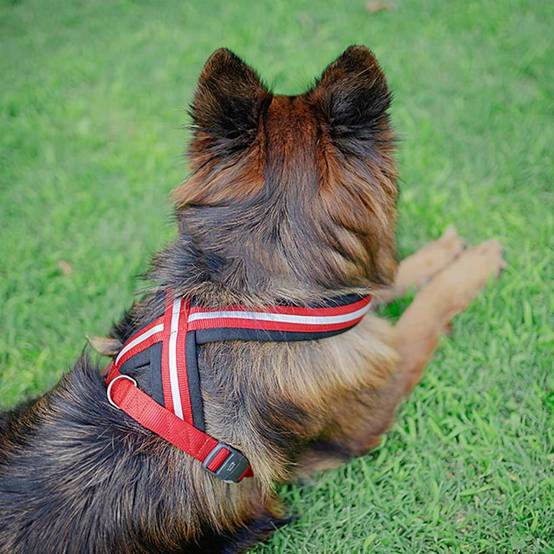 Ferplast - Harnais pour Chiens de Taille Grande DAYTONA CROSS L, Réfléchissant, Rembourrée, avec Boucle Magnétique - Imagen 6