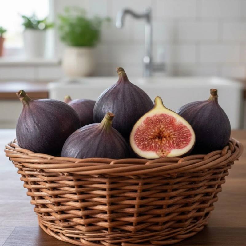 Figuier Brown Turkey, Ficus carica - Bon rendement - Godet - 5/20 cm - De 3,00 m à 5,00 m - Imagen 2