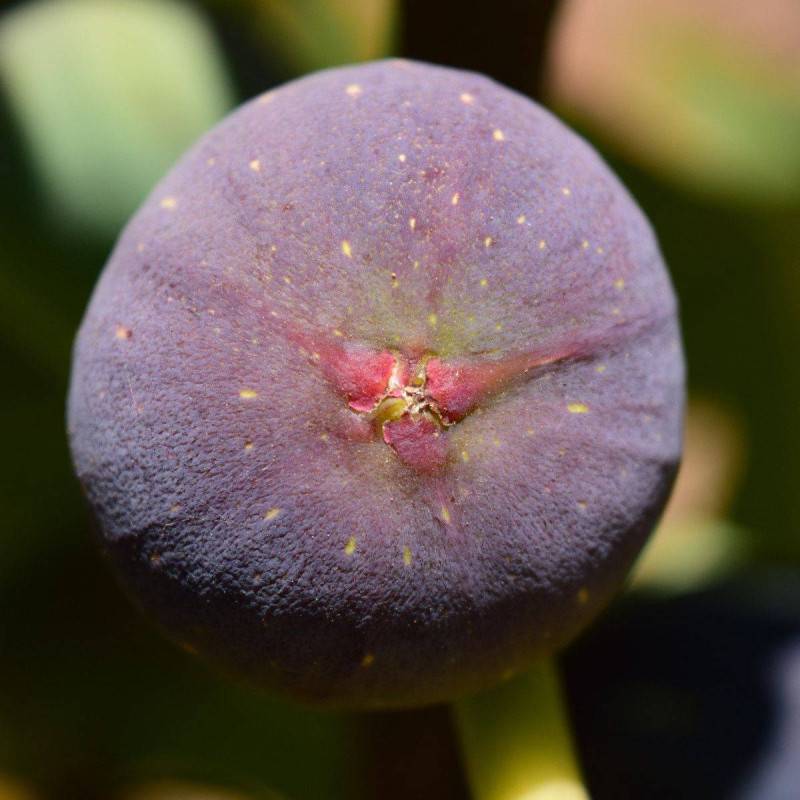 Figuier Brown Turkey, Ficus carica - Bon rendement - Godet - 5/20 cm - De 3,00 m à 5,00 m - Imagen 4