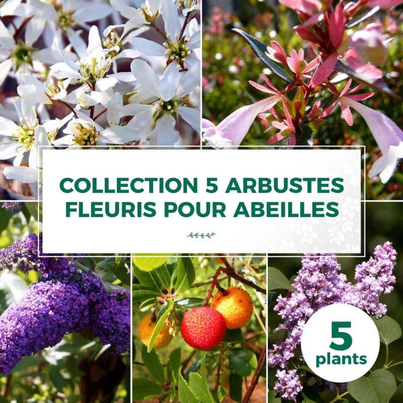 Collection 5 Arbustes Fleuris - Godet - Taille 20/40cm - Pépinières Naudet - Imagen 1
