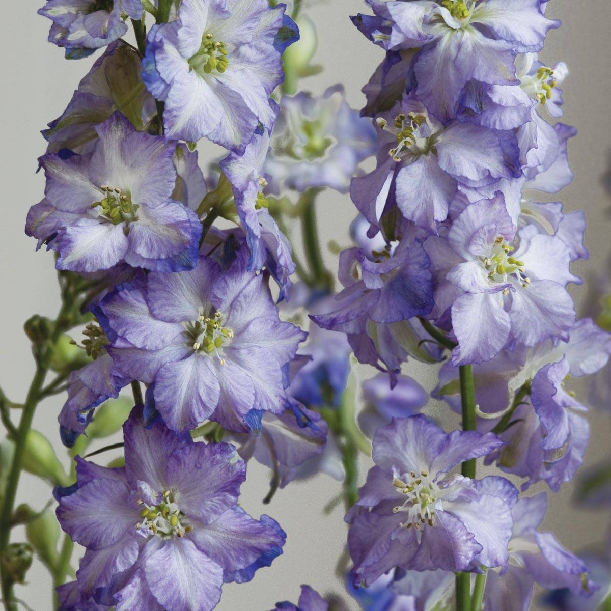 Graines de Delphinium Fancy Purple Picotee - Pied d'Alouette annuel le sachet de 150 graines environ (0,5g)