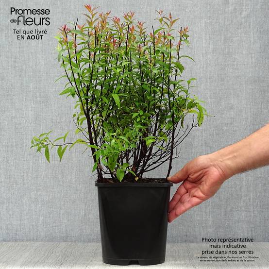 Spirée japonica Anthony Waterer - Spiraea japonaise Pot de 4L/5L - Image 2