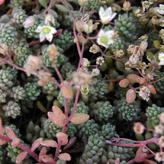Sedum cyaneum Rosenteppich (Rose carpet) - Orpin de Sakhaline Godet de 8/9 cm