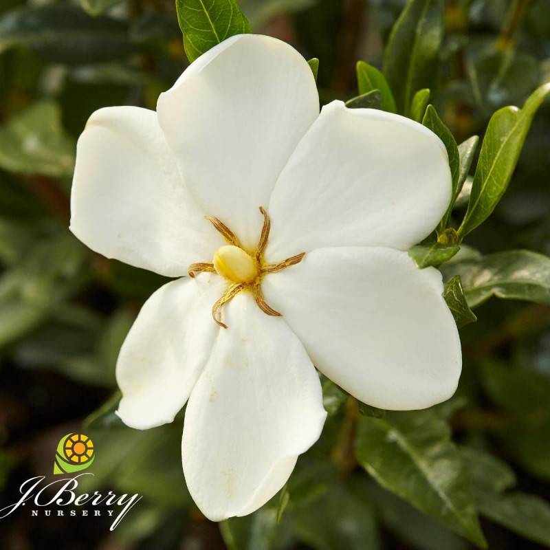 Gardenia Sweet Heart® 'PS-2013-3' à fleurs Blanche/ - feuillage Persistant - Godet - 5/20 cm - Imagen 1