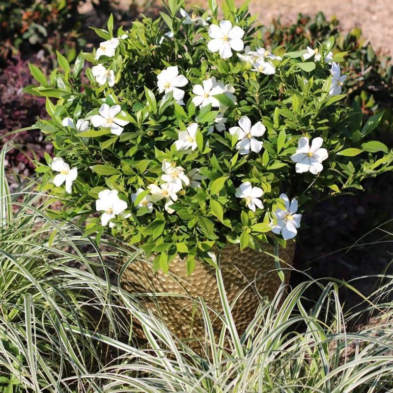 Gardenia Sweet Heart® 'PS-2013-3' à fleurs Blanche/ - feuillage Persistant - Godet - 5/20 cm - Imagen 3