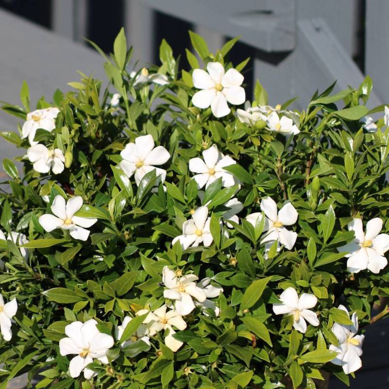 Gardenia Sweet Heart® 'PS-2013-3' à fleurs Blanche/ - feuillage Persistant - Godet - 5/20 cm - Imagen 2