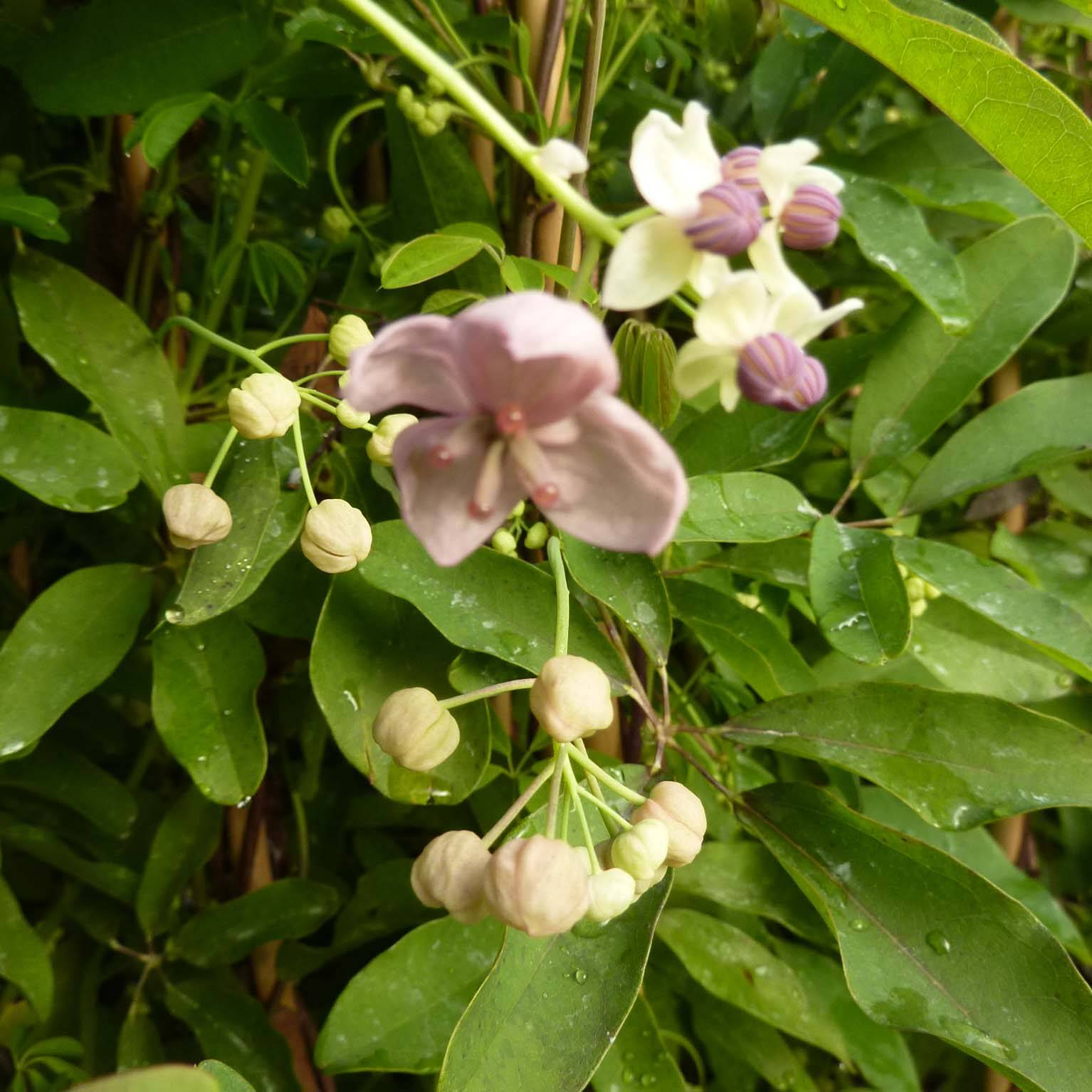 Promesse de Fleurs - Akebia quinata Silver Bells Pot de 2L/3L