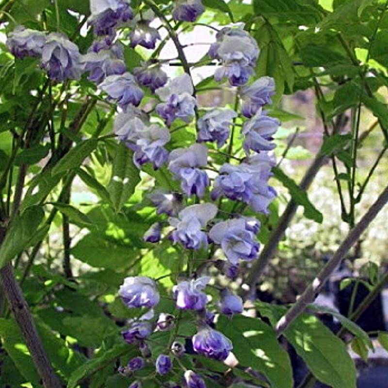 Glycine du Japon Ed's Blue® à fleurs Bleue - feuillage Caduc - Pot de 3L - Echelle bambou 60/120 cm-  hauteur à maturité De 5,00 m à 10,00 m - Imagen 5