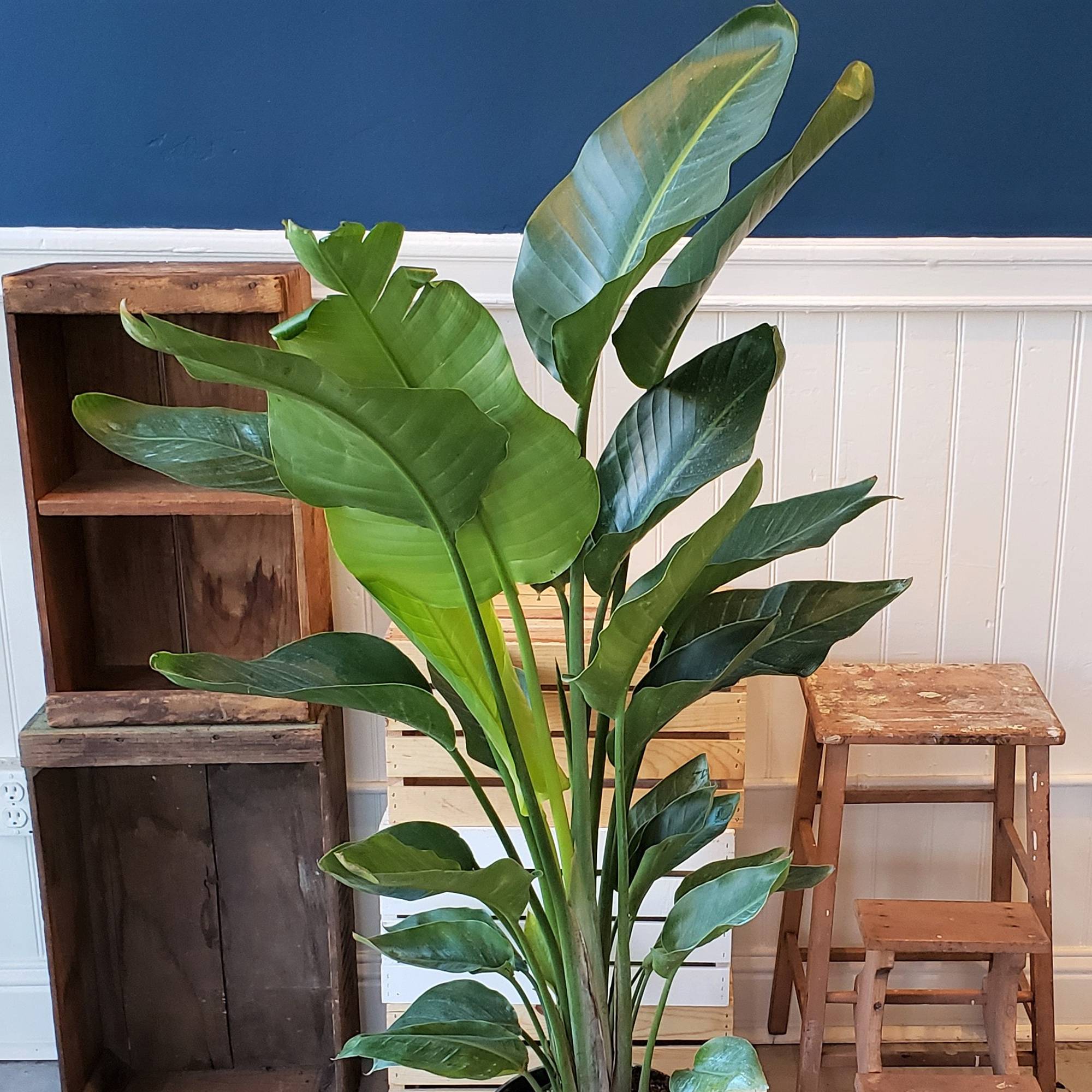 Gardenersdream - Strelitzia Nicolai - Oiseau De Paradis Blanc | Plante D'Intérieur Pour Le Bureau À Domicile (De 35 À 45 Cm) - GardenersDream - Imagen 3