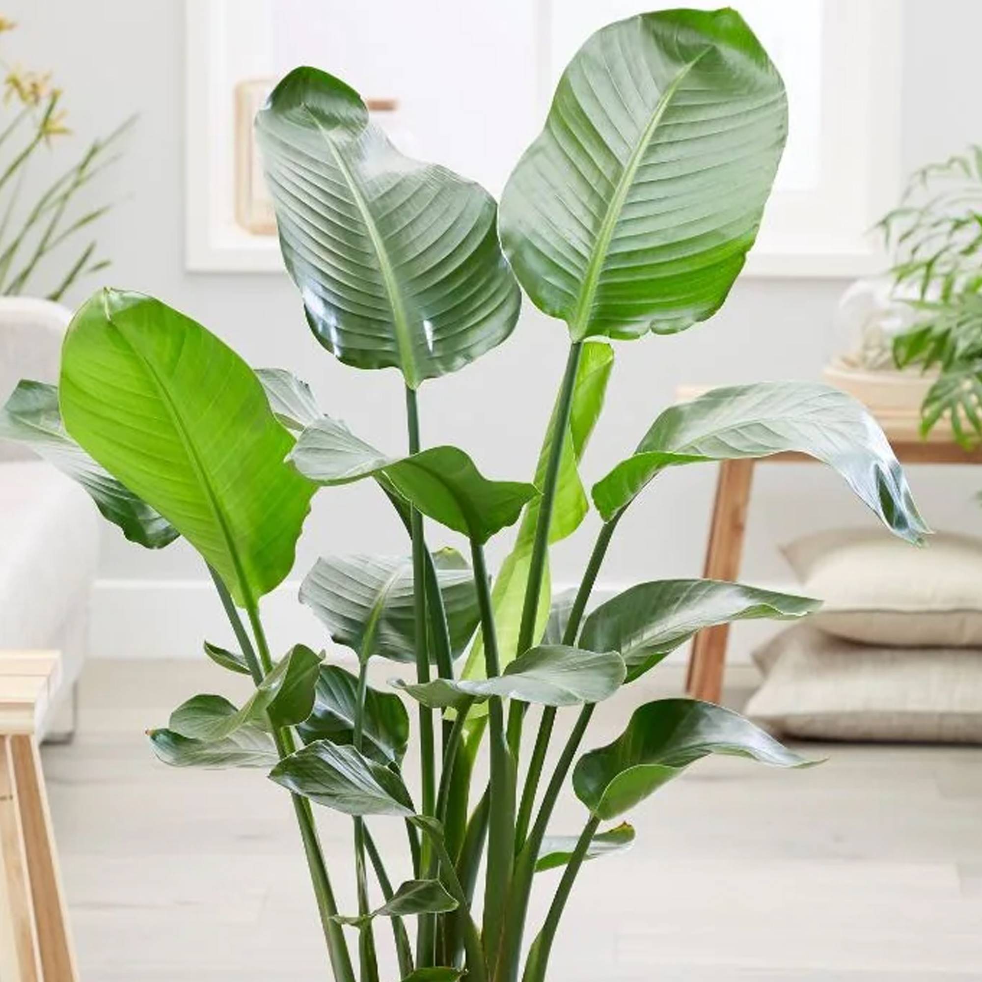Gardenersdream - Strelitzia Nicolai - Oiseau De Paradis Blanc | Plante D'Intérieur Pour Le Bureau À Domicile (De 35 À 45 Cm) - GardenersDream - Imagen 2