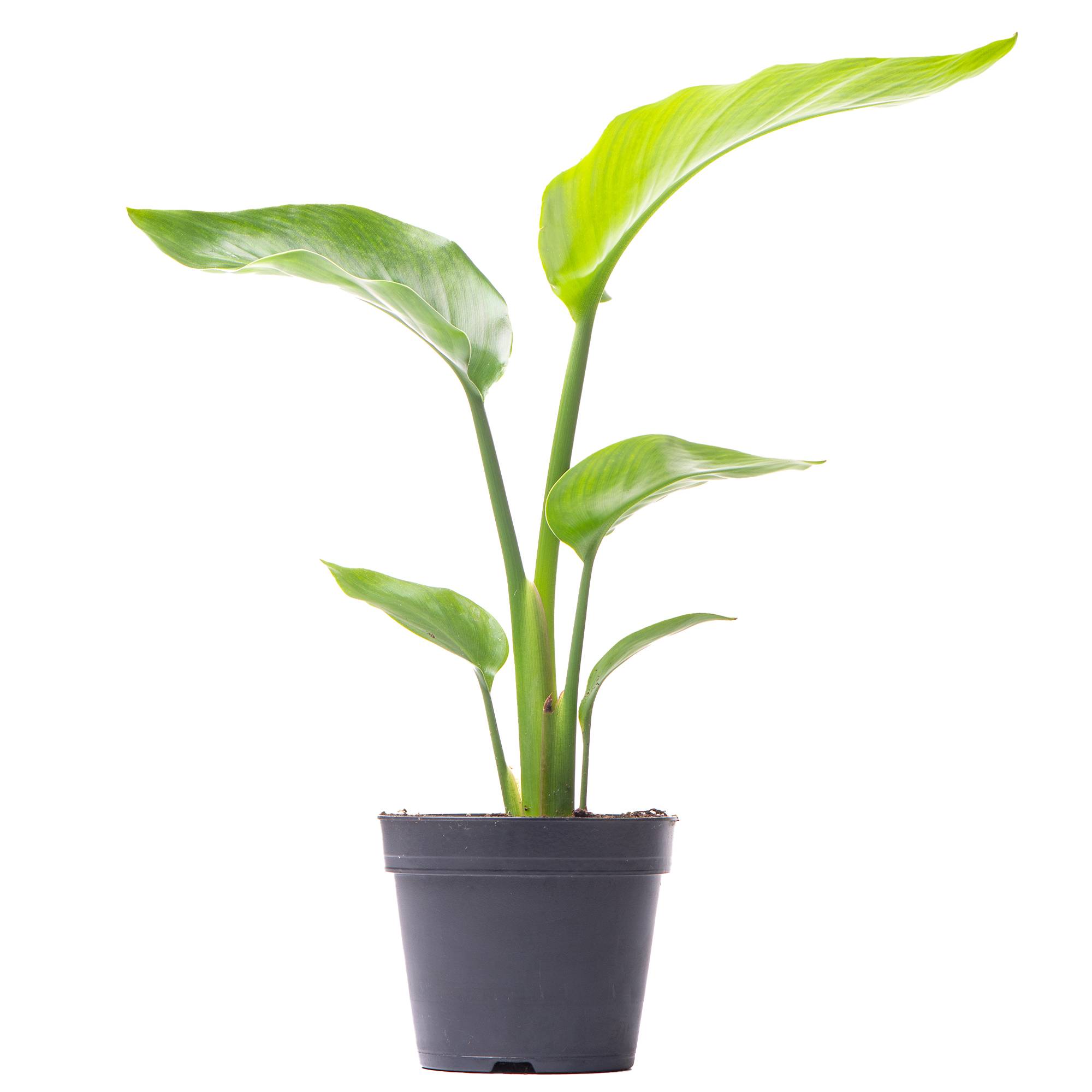 Gardenersdream - Strelitzia Nicolai - Oiseau De Paradis Blanc | Plante D'Intérieur Pour Le Bureau À Domicile (De 35 À 45 Cm) - GardenersDream - Imagen 1