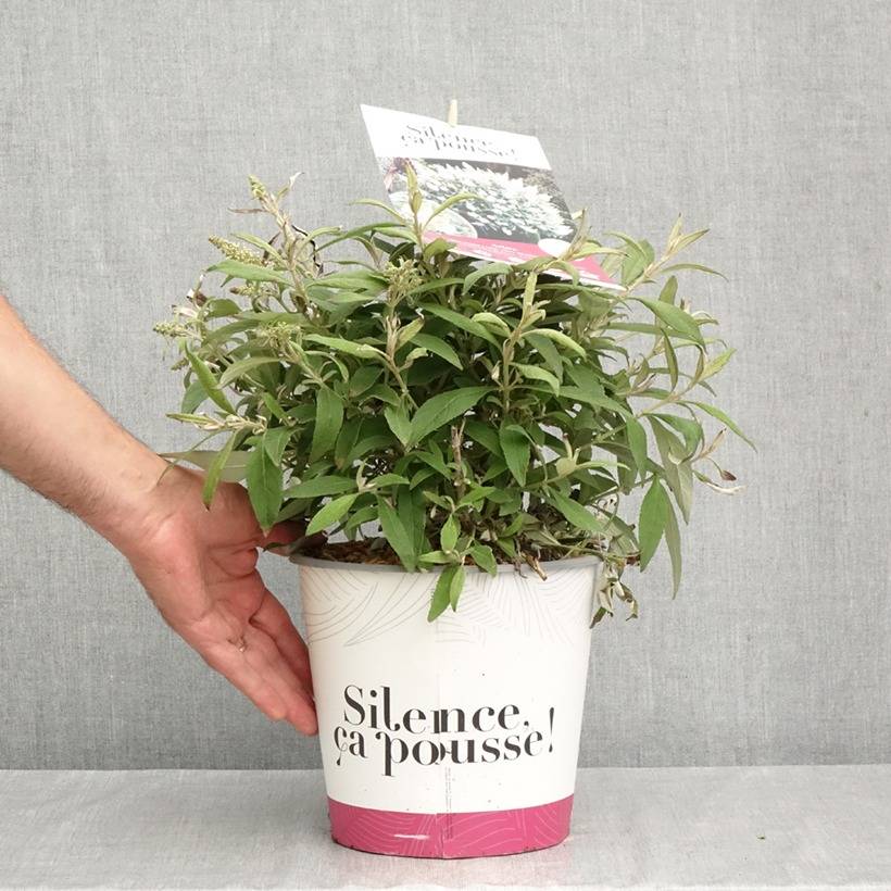 Promesse de Fleurs - Buddléia Tiny Buddy White - Arbre aux papillons nain Pot de 4L/5L - Image 1