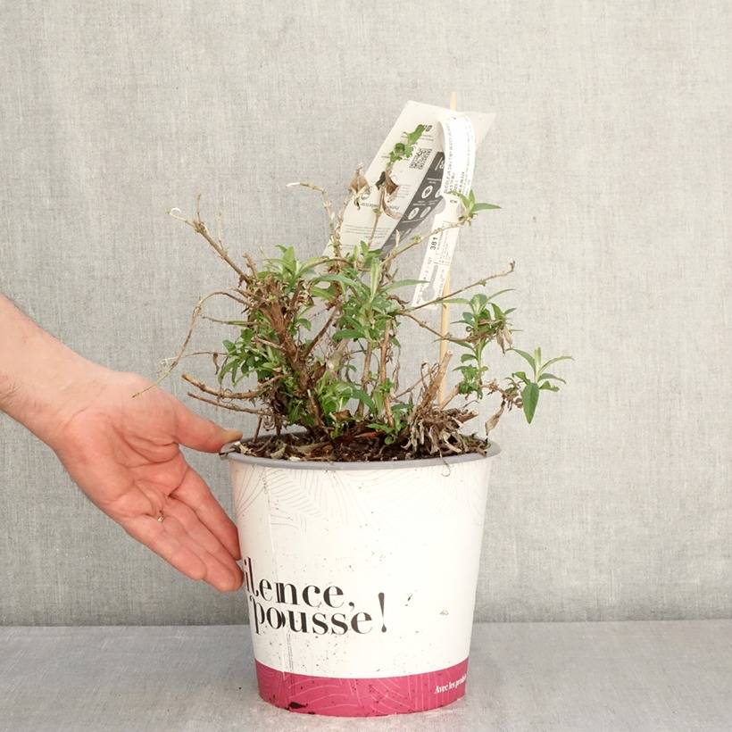 Promesse de Fleurs - Buddléia Tiny Buddy White - Arbre aux papillons nain Pot de 4L/5L - Image 2