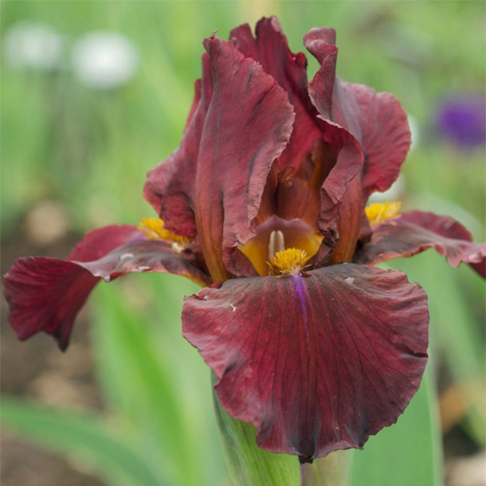Iris germanica Young Blood - Iris des Jardins Godet de 8/9 cm
