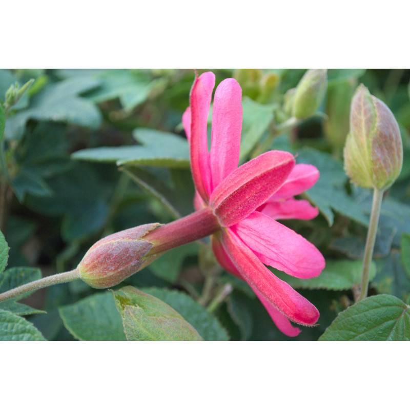 Passiflore exoniensis à fleurs Rose - feuillage Caduc - Godet-  hauteur à maturité De 2,50 m à 3,00 m - Image 1