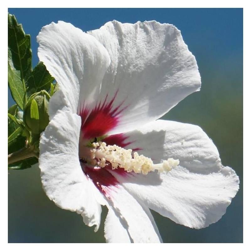 Hibiscus Red Heart, Althéa à fleurs Blanche/Rouge - feuillage Caduc - Pot de 4L - 60/100 cm - Image 1