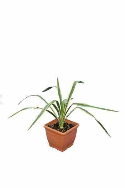 Sans Marque - Yucca filamentosa (Yucca filamenteux) Couleur floraison:Blanc - Taille:Pot de 8 litres ? 60/80 cm - Imagen 1