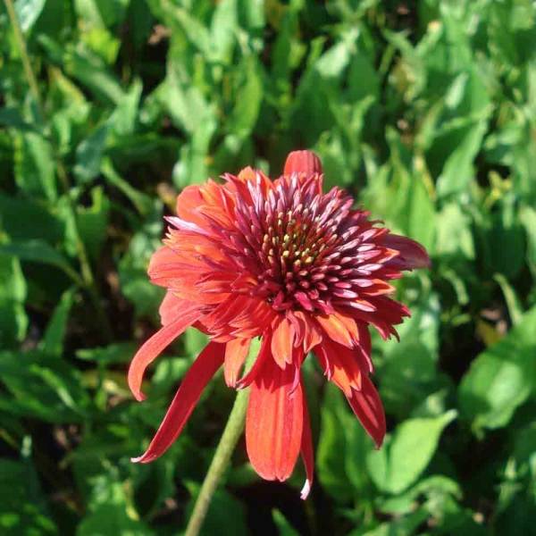 Promesse de Fleurs - Echinacea Eccentric - Echinacée Godet de 8/9 cm