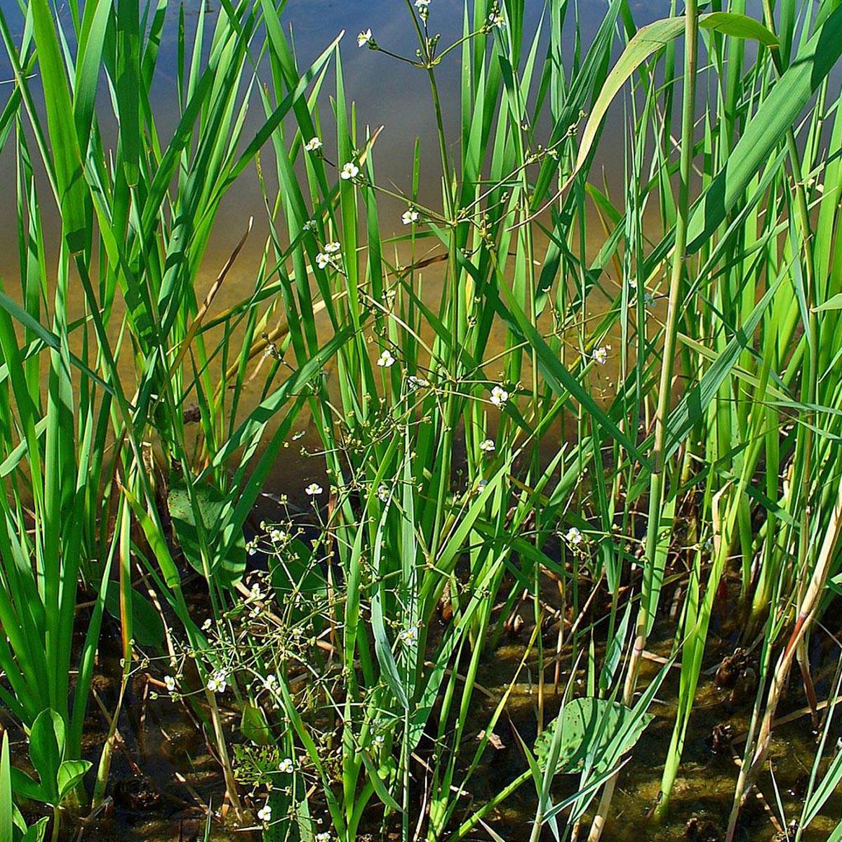 Alisma plantago-aquatica - Plantain d'eau commun Godet de 8/9 cm