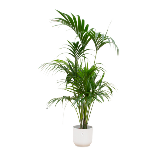La Green Touch - Combi Deal - D30 H180cm