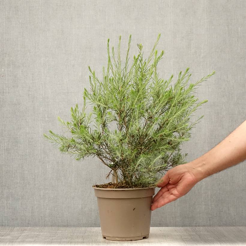 Promesse de Fleurs - Callistemon pityoides Widdicomb Gem - Rince-bouteille Pot de 4L/5L - Image 2