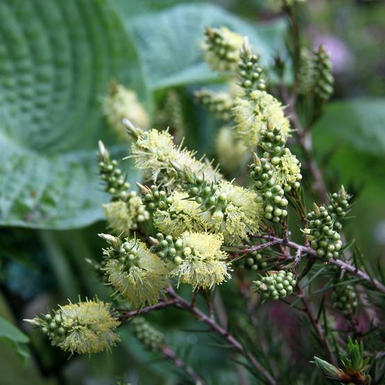 Promesse de Fleurs - Callistemon pityoides Widdicomb Gem - Rince-bouteille Pot de 4L/5L - Image 1