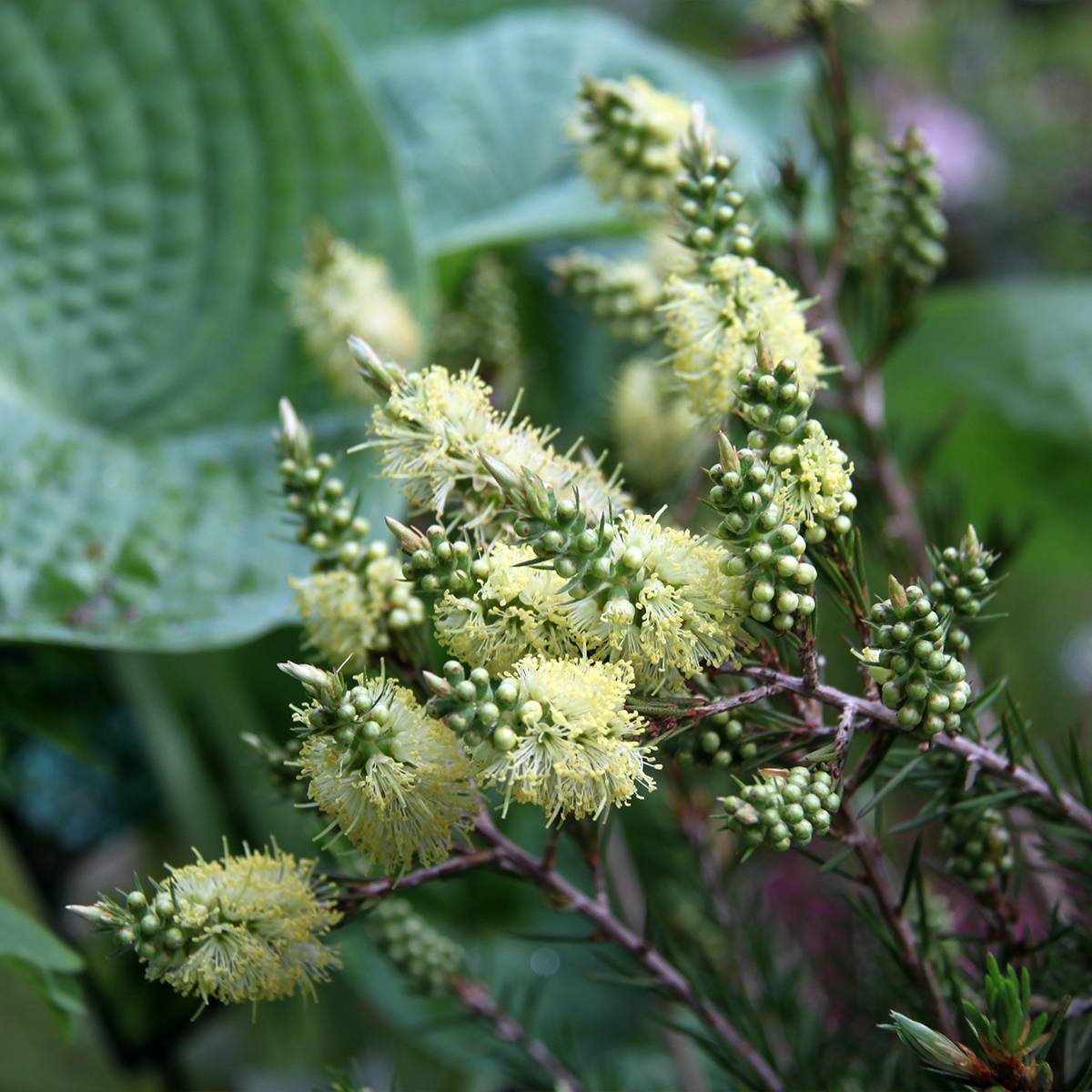 Promesse de Fleurs - Callistemon pityoides Widdicomb Gem - Rince-bouteille Pot de 4L/5L - Image 1