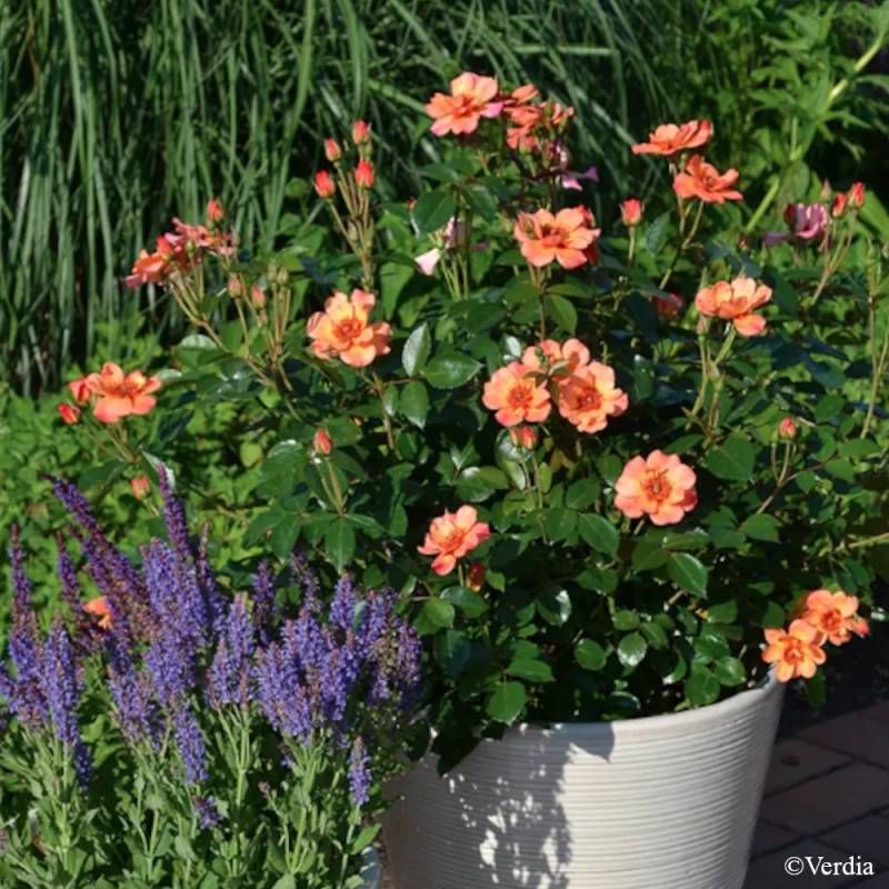 Rosier paysager Decorosier® Baïa® à fleurs Orange/ - feuillage Caduc - Pot de 5L - 40/60 cm - Image 1