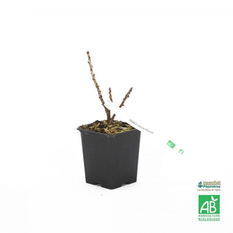 Groseillier à grappes 'Rovada' BIO (Ribes rubrum 'Rovada') - Godet 9cm - Pépinières Naudet - Imagen 3