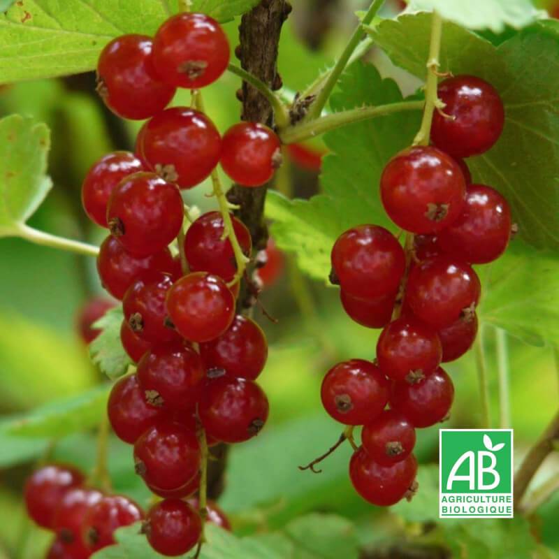 Groseillier à grappes 'Rovada' BIO (Ribes rubrum 'Rovada') - Godet 9cm - Pépinières Naudet - Imagen 2