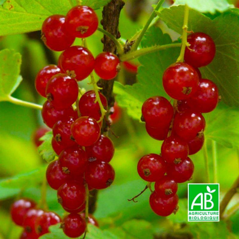 Groseillier à grappes 'Rovada' BIO (Ribes rubrum 'Rovada') - Godet 9cm - Pépinières Naudet - Imagen 1