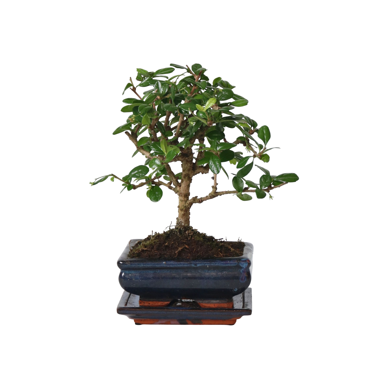 Bonsaï - Carmona microphylla - Hauteur 25-30cm - ⌀15cm - Imagen 1