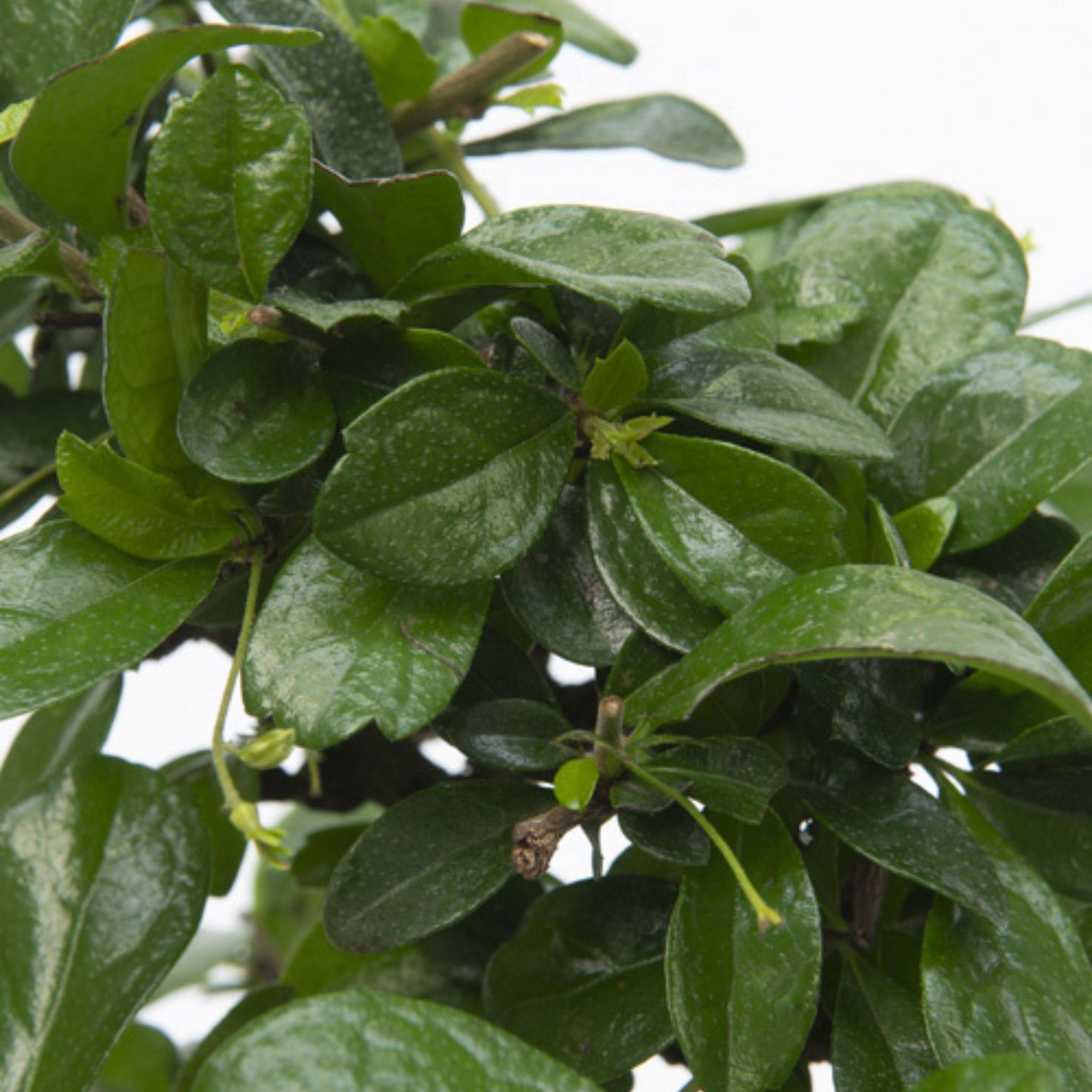 Bonsaï - Carmona microphylla - Hauteur 25-30cm - ⌀15cm - Imagen 4
