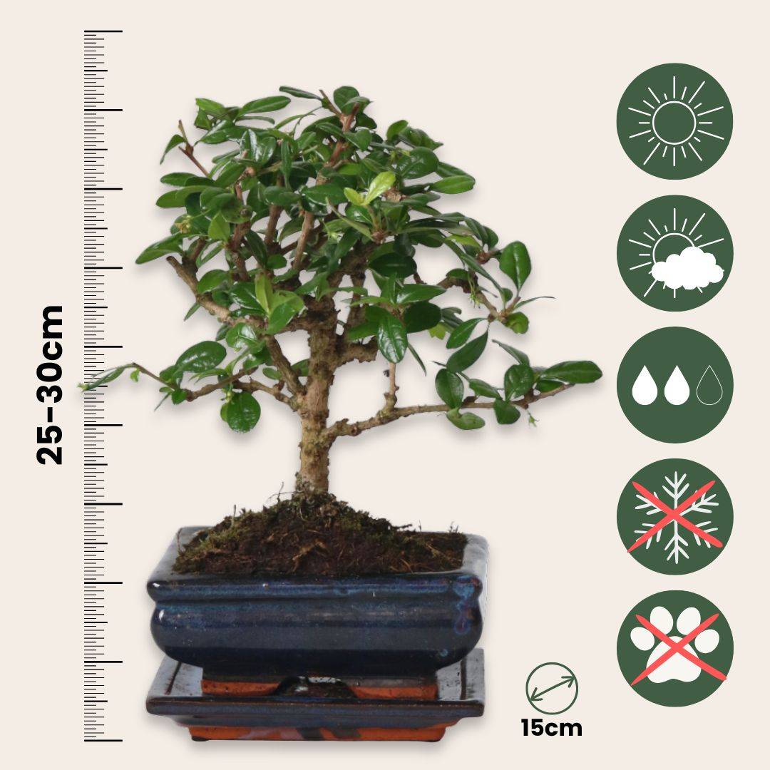 Bonsaï - Carmona microphylla - Hauteur 25-30cm - ⌀15cm - Imagen 6