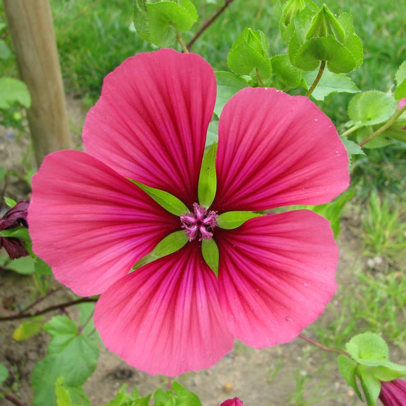 Graines de Malope trifida Mix Purple BIO le sachet de 500 graines ...