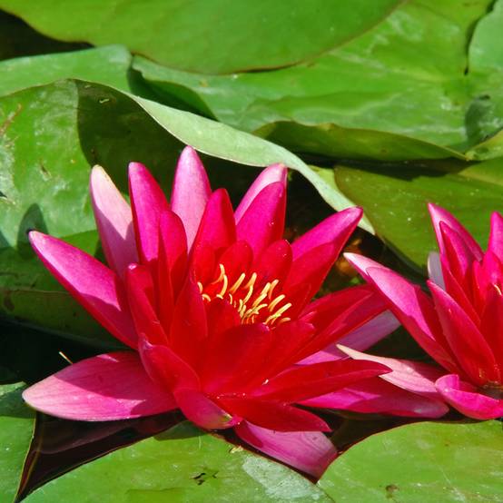 Nymphaea Escarboucle - Nénuphar rustique rouge Pot de 1,5L/2L