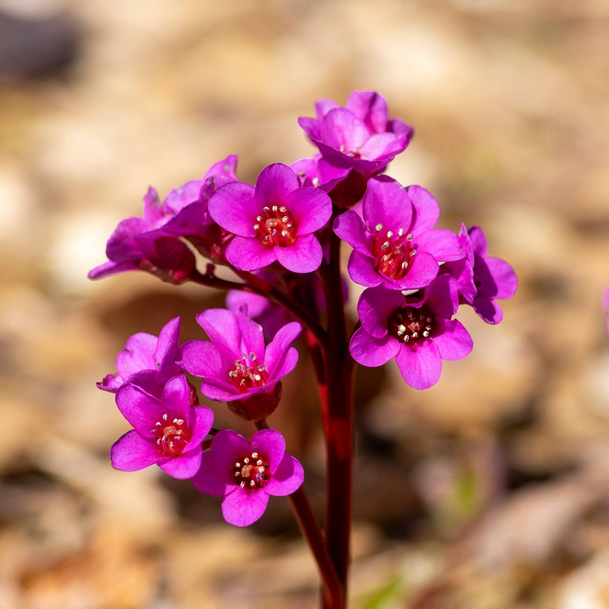 Bergenia cordifolia Eroïca Godet de 8/9 cm
