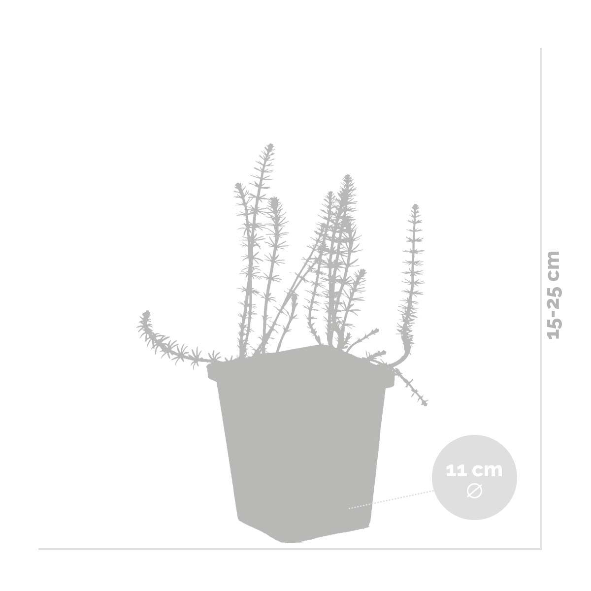 Lot de 2 - Hippuris Vulgaris - Hippuride - Plantes de bassin - H. 10-20 cm - P. 11 cm - Image 3