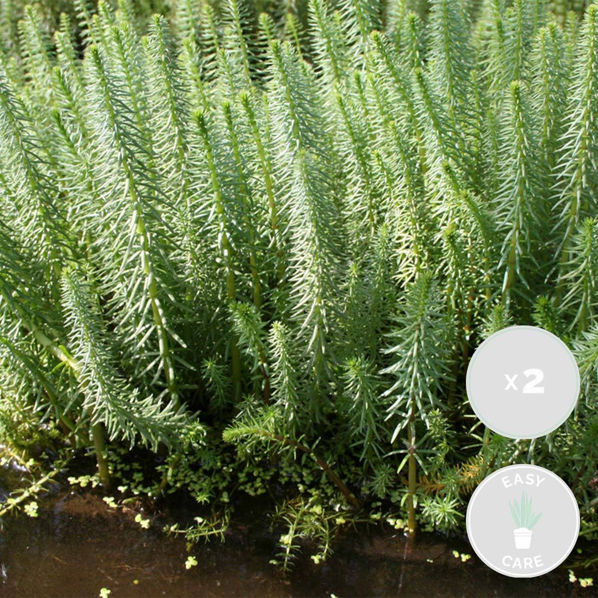 Lot de 2 - Hippuris Vulgaris - Hippuride - Plantes de bassin - H. 10-20 cm - P. 11 cm - Image 2