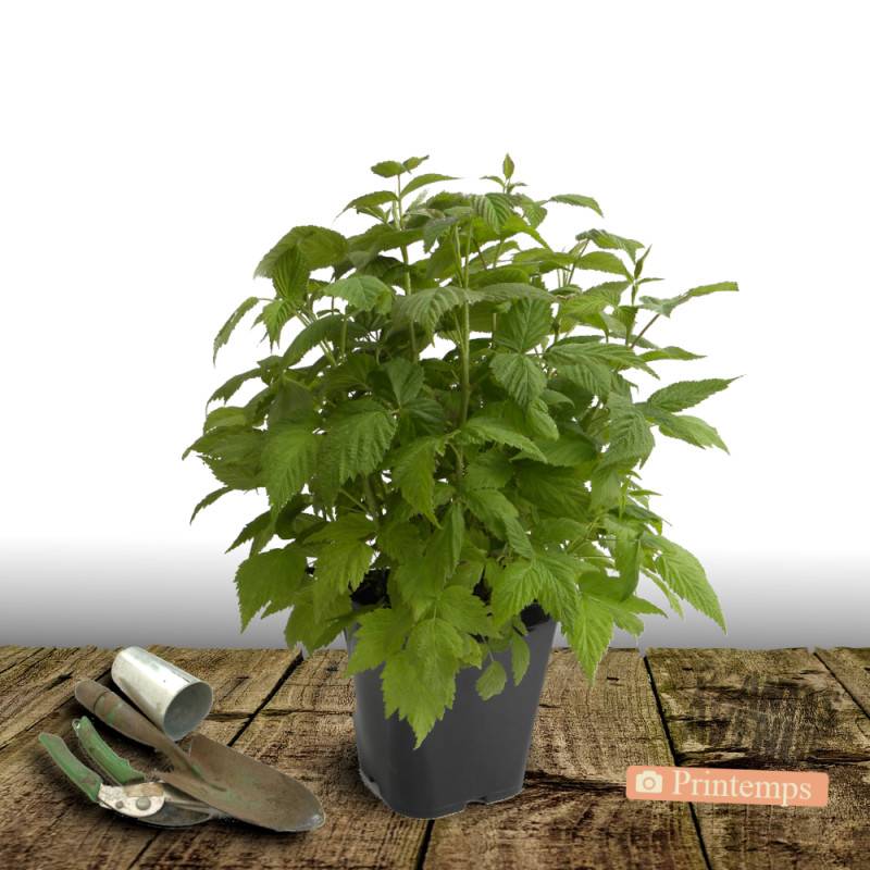 Framboisier Zeva - Bon rendement - Pot de 5L - 40/80 cm - De 1,00 m à 1,50 m - Image 4