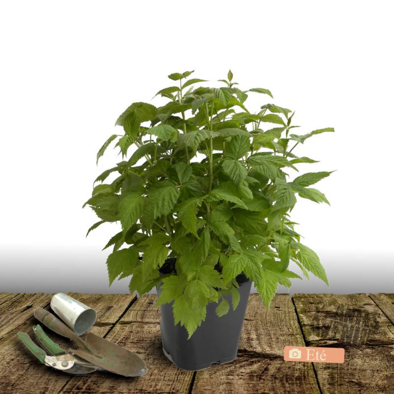 Framboisier Zeva - Bon rendement - Pot de 5L - 40/80 cm - De 1,00 m à 1,50 m - Image 3