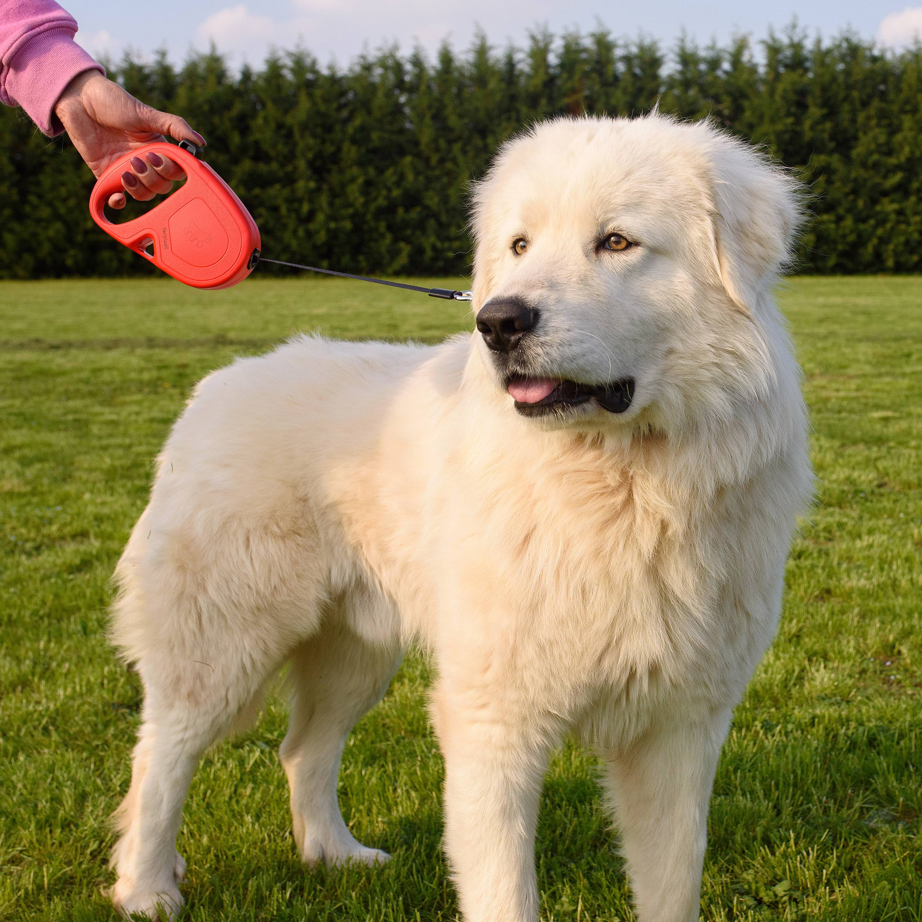 Ferplast - Ferplast Laisse Chien Enrouleur FLIPPY ONE, Laisse pour Grands Chiens jusqu'à 50 Kg. Sangle Extensible max 5 m. Bouton unique pour verrouiller et - Imagen 9