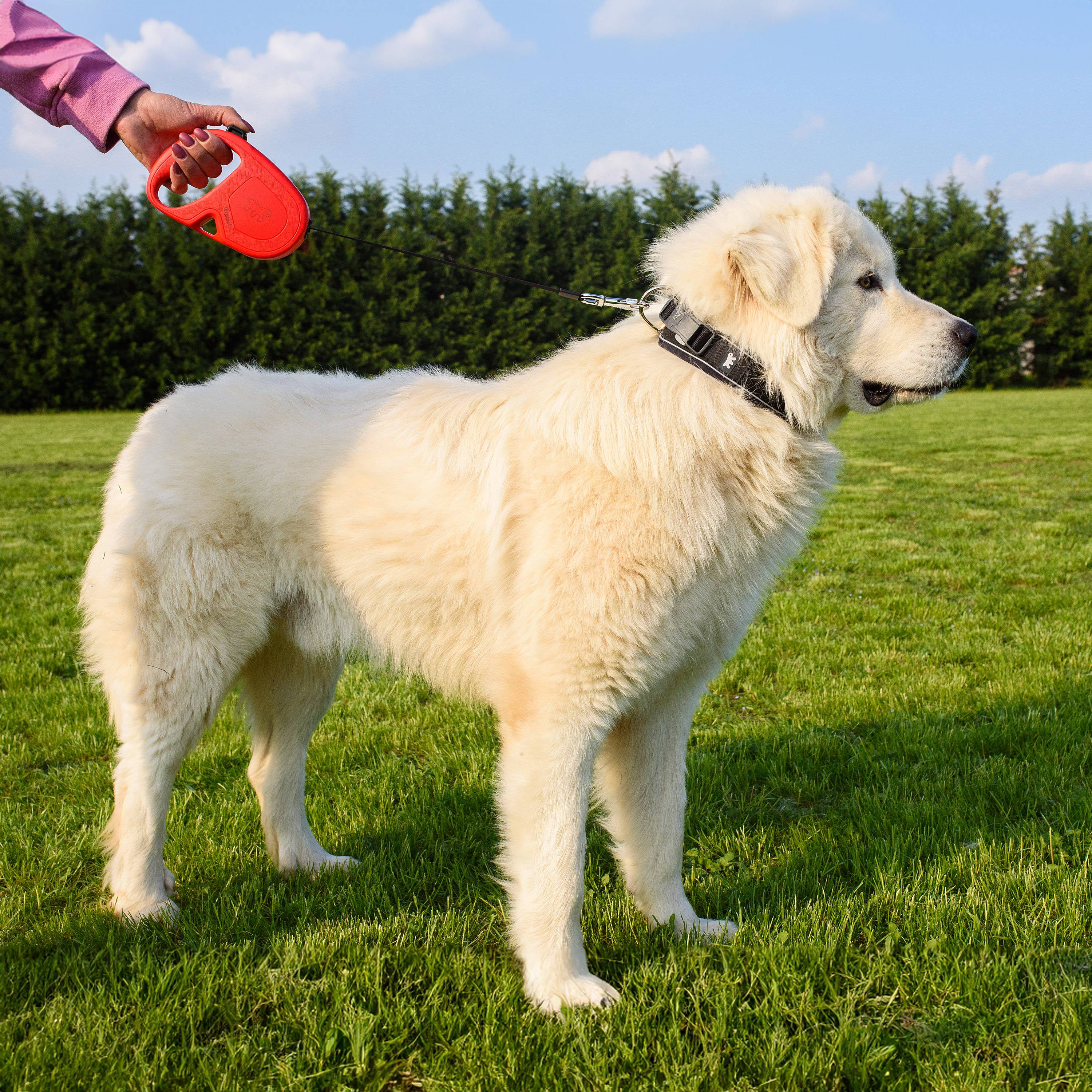 Ferplast - Ferplast Laisse Chien Enrouleur FLIPPY ONE, Laisse pour Grands Chiens jusqu'à 50 Kg. Sangle Extensible max 5 m. Bouton unique pour verrouiller et - Imagen 4