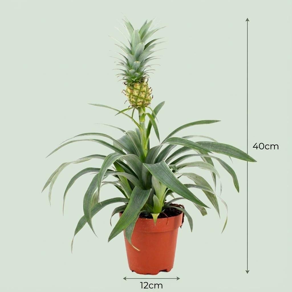 La Green Touch - Plante Ananas - H40cm - Image 4