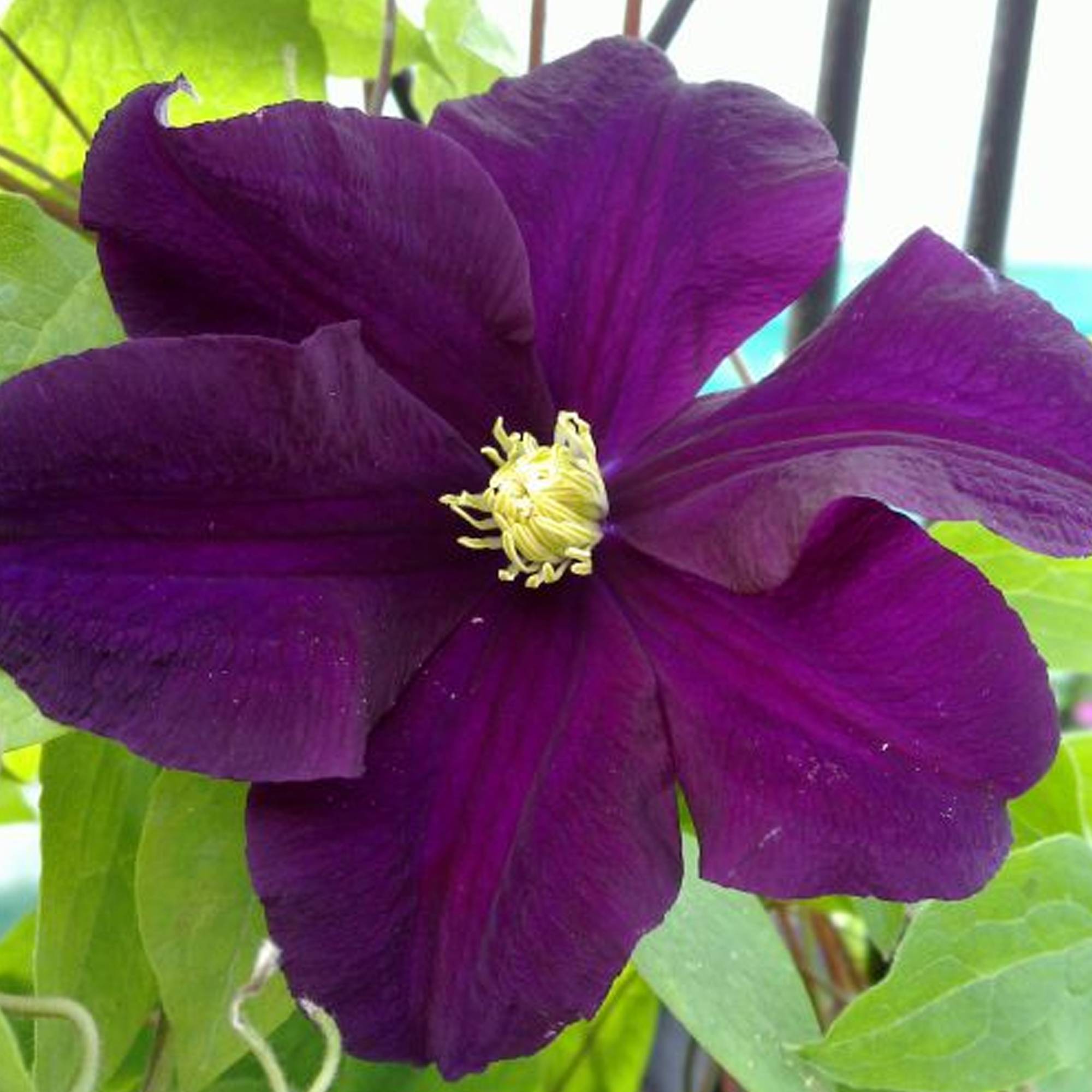 Gardenersdream - Clématite 'Warszawska Nike' plante grimpante à grandes fleurs et feuilles caduques en pot - GardenersDream - Imagen 2